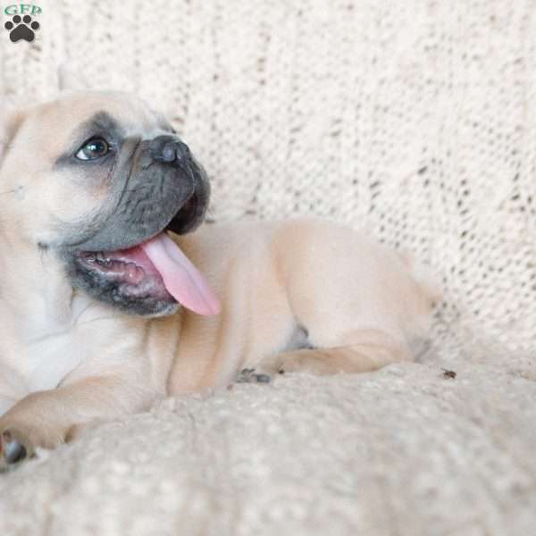 Pax, French Bulldog Puppy